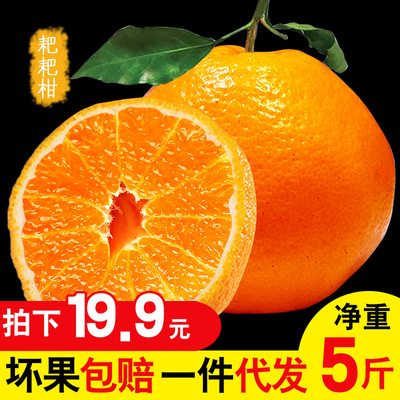 蒲江耙耙柑 新鲜水果批发四川特产丑柑橘子5斤包邮春见 非不知火