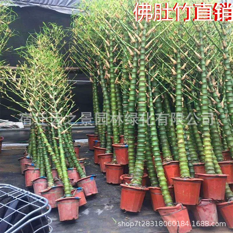 Живот Будды Бамбук большие комнатные растения в горшках для двора Бамбук Луохан Живот Будды бамбуковые саженцы в горшках вечнозеленые круглый год