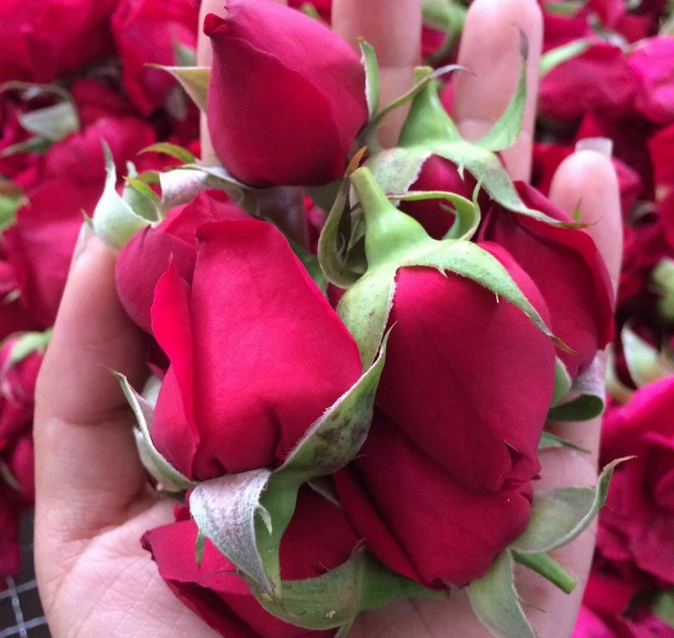 Mo Hong Rose Bud Tea Dried Yunnan Rosa Rugosa Flower Crowns Freeze Dried Edible Herbal Floral Tea 30g Jar specifications