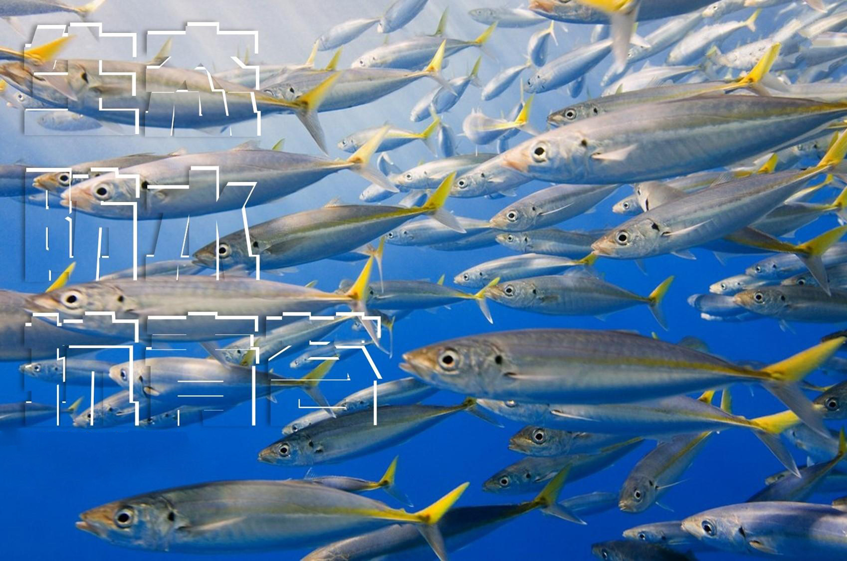 鱼苗场虾苗场专用漆