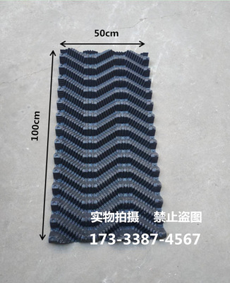 Huang Huang Lair ricefield eel Plastic s type Huangshan breed ricefield eel breed