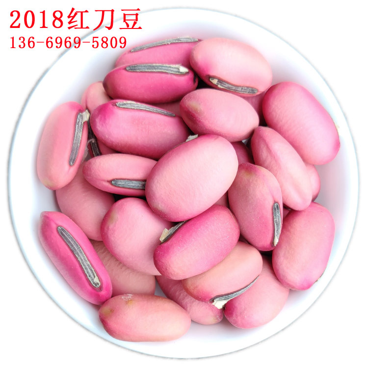 新货红刀豆批发巴西豆魔豆刀巴豆大刀豆刀鞘豆关刀豆马刀豆