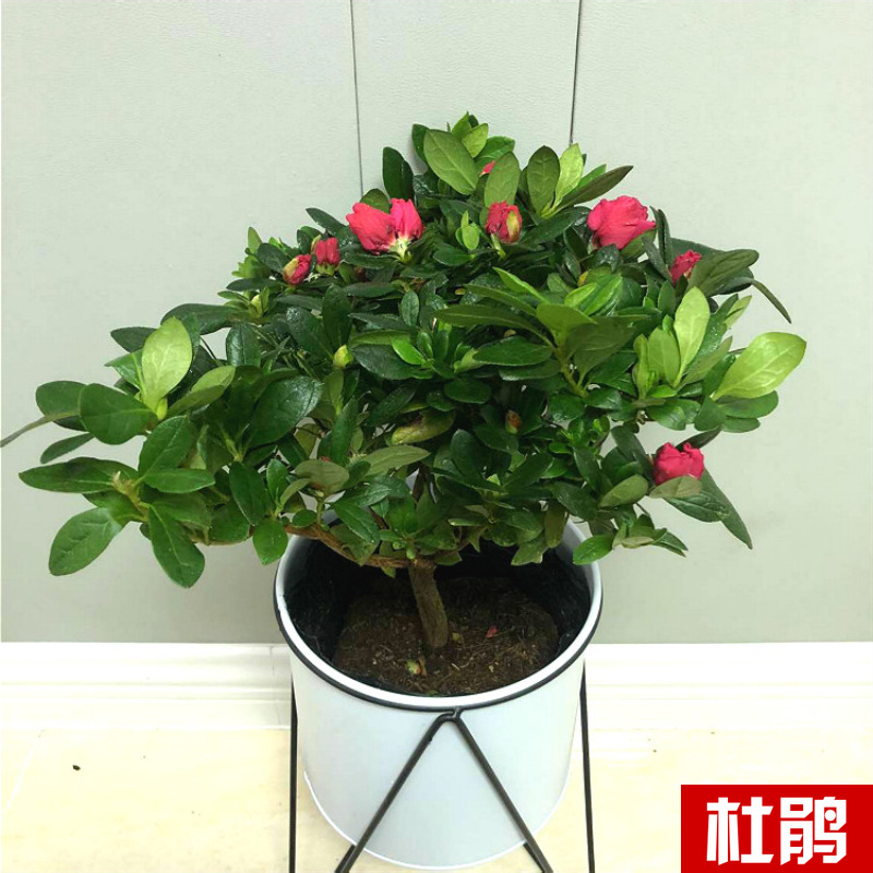 Planta verde de escritorio mayorista flor de oficina flor de rosa verde árbol rico base de plantas de maceta interior suministro image 40
