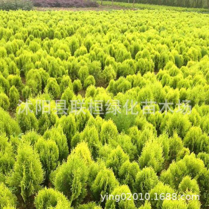 园林绿化苗木彩色树种洒金柏树苗洒金柏苗四季常青树庭院植物花卉