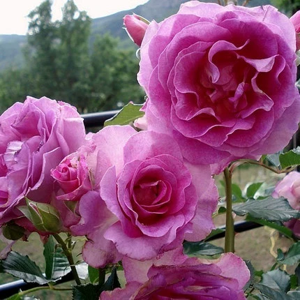 Альпинистская лоза Цветок розы Рассада Цветок лаванды Мягкий Меньше шипа Синий Фиолетовый Большая лоза для альпинизма Разноцветная Роза Рассада цветка розы