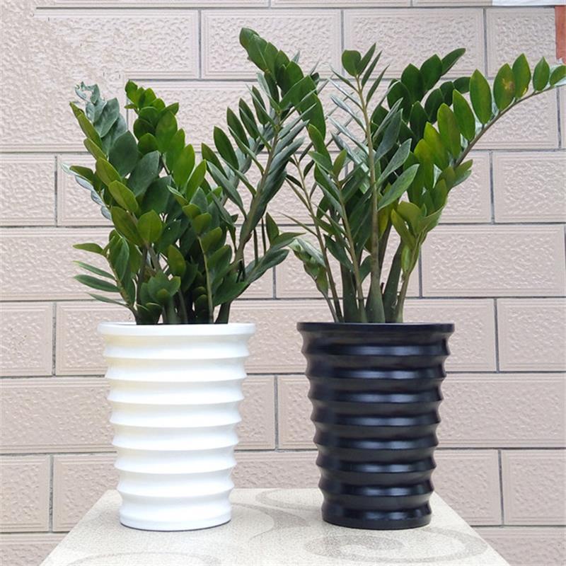 金钱树盆栽摇钱树室内客厅大绿植盆栽 四季常青招财植物 量大价优