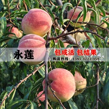 果树苗嫁接 永莲蜜桃苗 桃树苗南方北方种植桃树苗新品种包邮