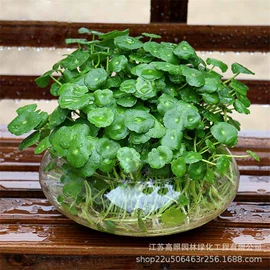 盆栽;乔木;灌木