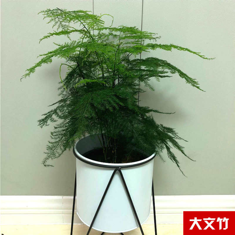 Planta verde de escritorio mayorista flor de oficina flor de rosa verde árbol rico base de plantas de maceta interior suministro image 37