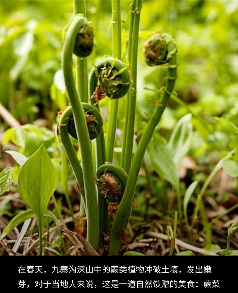 蕨根粉丝200g_04.jpg