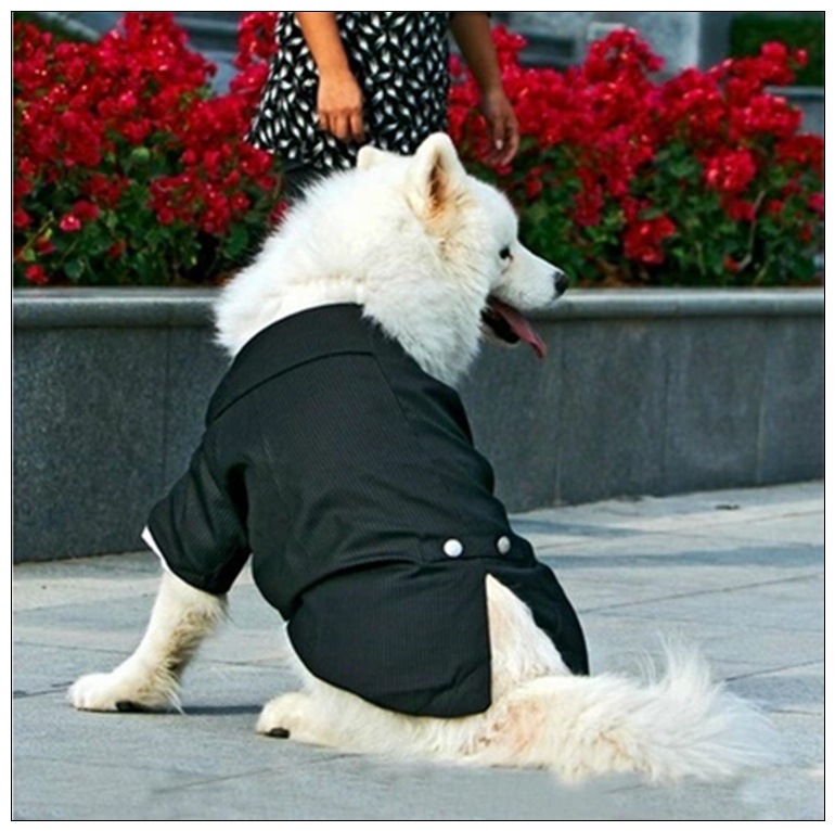 Big Dog in Suit-5