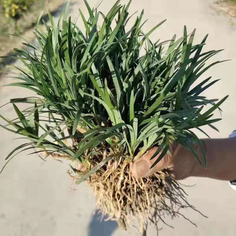 矮麦冬正宗日本麦冬草玉龙草麦冬草青叶四季常青草坪直销厂家批发