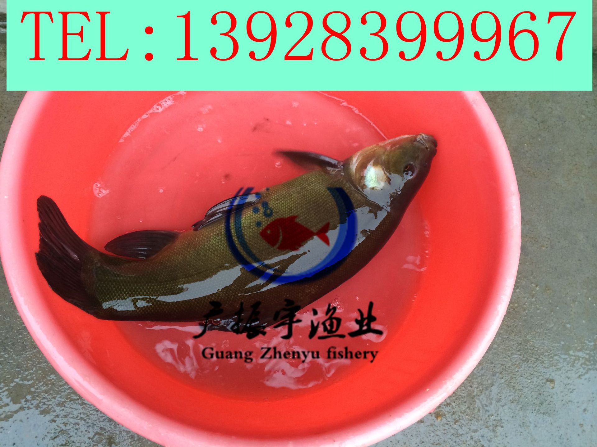 丁桂鱼1