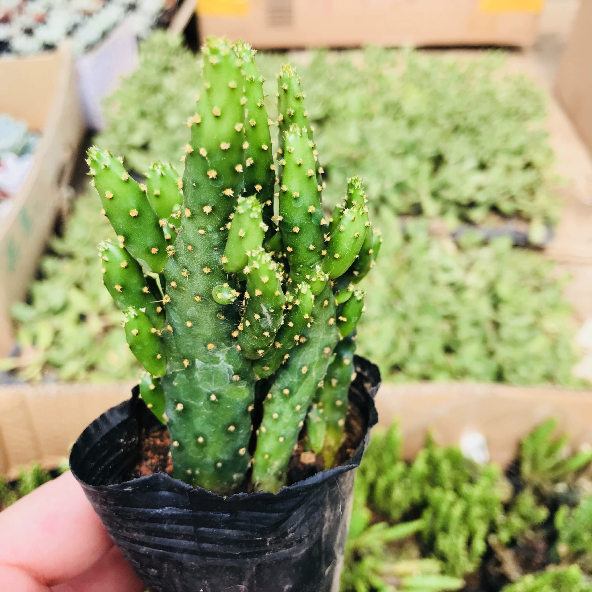 Сочные растения Чистая воздушная зелень денежное дерево офис комнатное мясо Кактус Зеленое растение