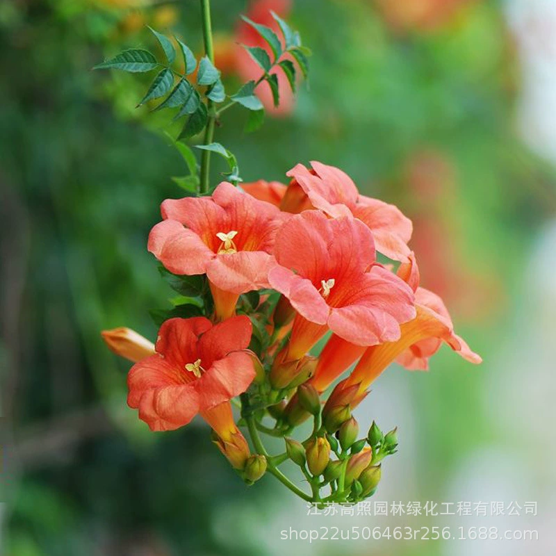 Вьющиеся растения для восхождения на виноградные лозы в Соединенных Штатах