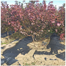 紫葉李/紅葉李樹苗批發 工程綠化苗木 多規格 量大從優 苗圃