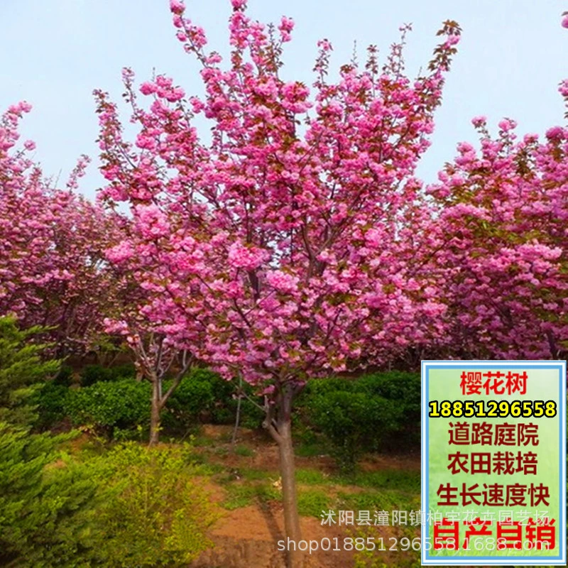 Сакура сакура озеленение сакура прививка горшечный