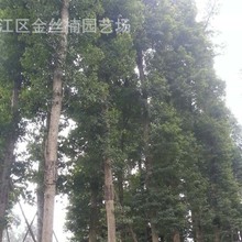 四川金丝楠木树  温江小叶桢楠供应商基地 小叶金边