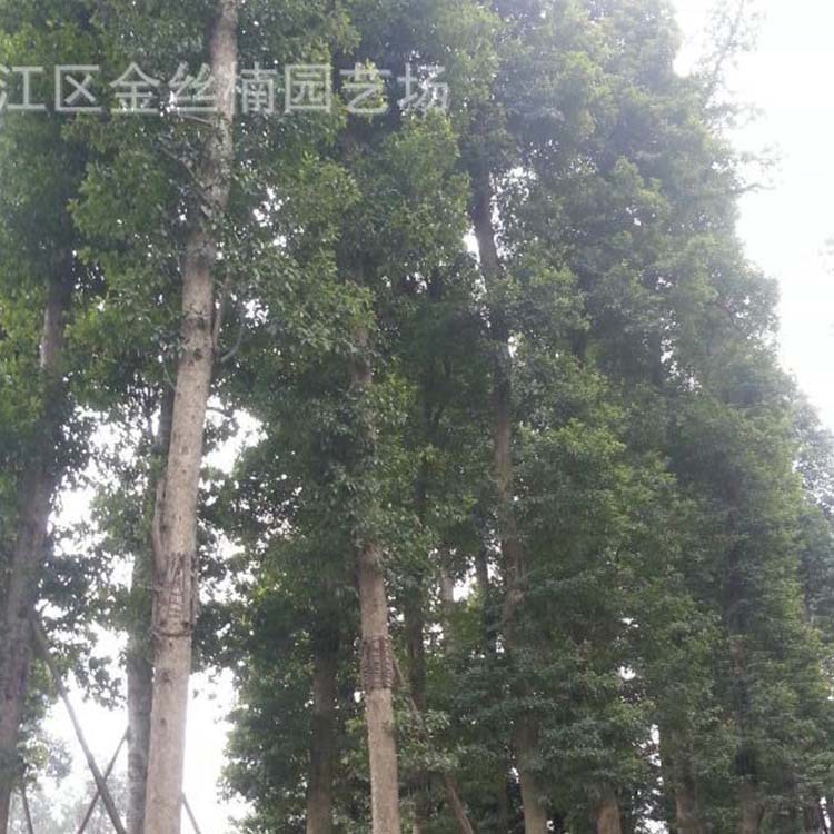 四川金丝楠木树  温江小叶桢楠供应商基地 小叶金边