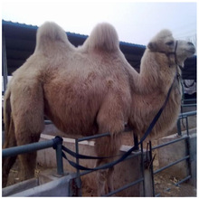 养殖双峰骆驼市场行情观赏骑乘骆驼市场价格小骆驼养殖出售