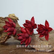 木荷花 木荷花品牌 图片 价格 木荷花批发 阿里巴巴 木荷花 木荷花品牌 图片 价格 木荷花批发 阿里巴巴