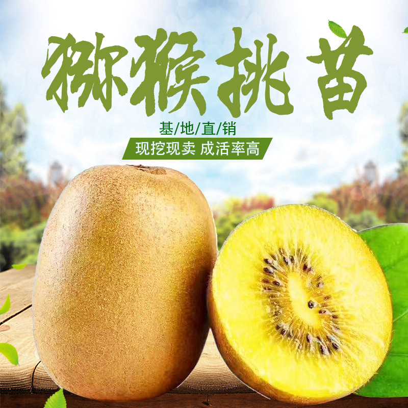 批量供应优质猕猴桃苗 红心黄心猕猴桃树苗成活率高优质猕猴桃苗