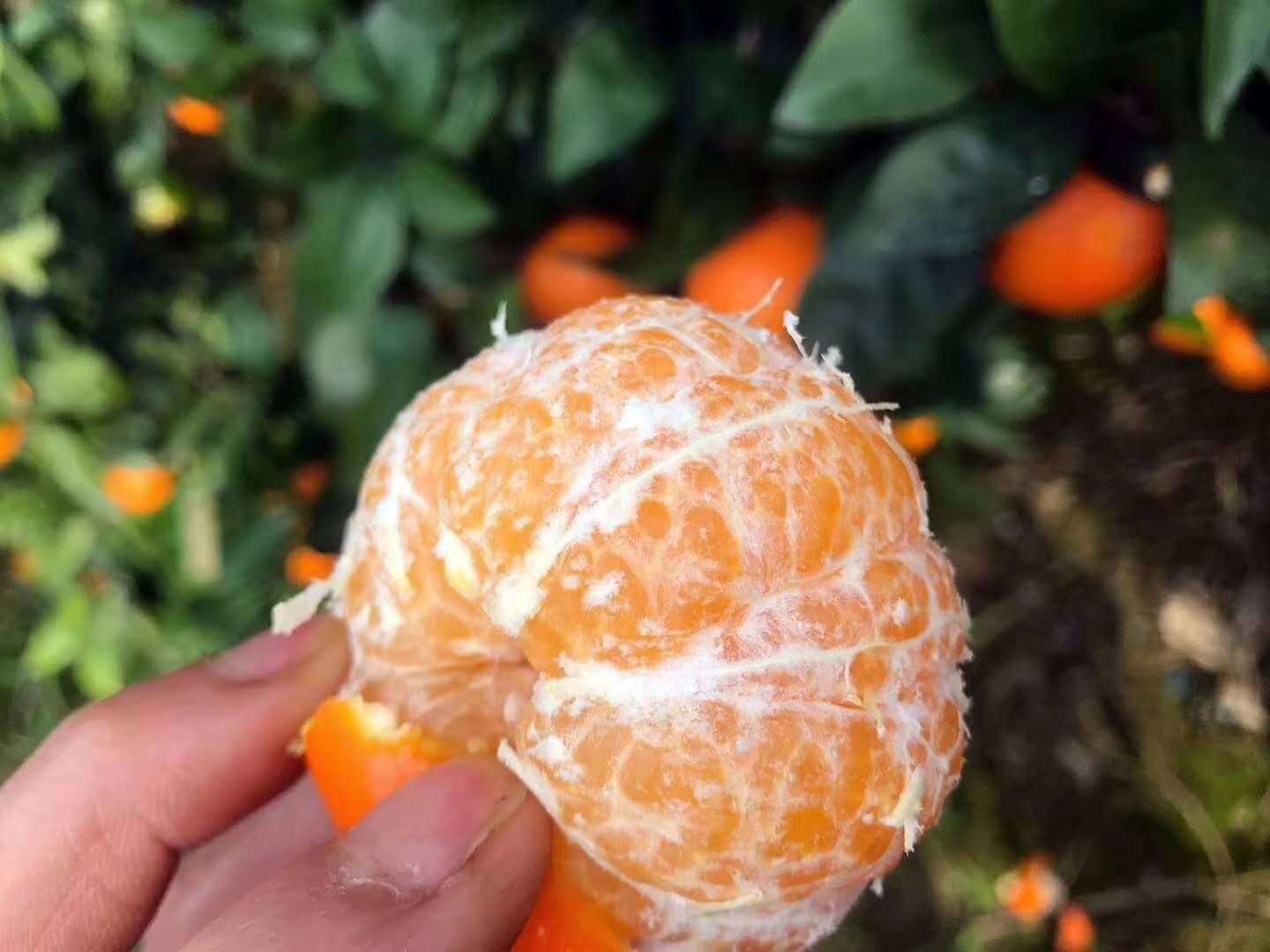 武鳴沃柑買五斤送五斤 爽甜嫩滑新鮮當季柑橘水果壹件代發包郵