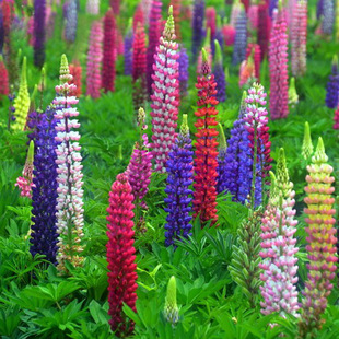 �������N�Ӵ��ﲥ���ȶ��N���ͺ����������Ծ��^�G��ͥԺ���ܷN��