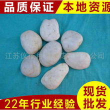 江苏仪征雨花石低价供应5-8白色石 雨花石 石材石料