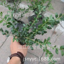 批发龟甲冬青 四川成都龟甲冬青苗价格 龟甲冬青供应