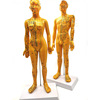 Acupuncture acupuncture points Human models can be tied with acupuncture, practice soft teaching Little bronze man, men and women's whole body meridian skin model