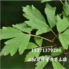 ���lѪƤ�ʷN�ӾG���@�־��^���͘�ľ�|���r�������·N���󃞻�