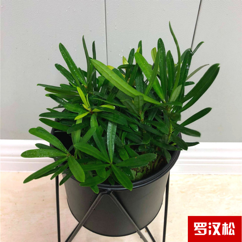 Planta verde de escritorio mayorista flor de oficina flor de rosa verde árbol rico base de plantas de maceta interior suministro image 20