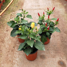 扶桑花朱瑾观花盆景 阳台大红花绿色植物盆栽 花卉植株