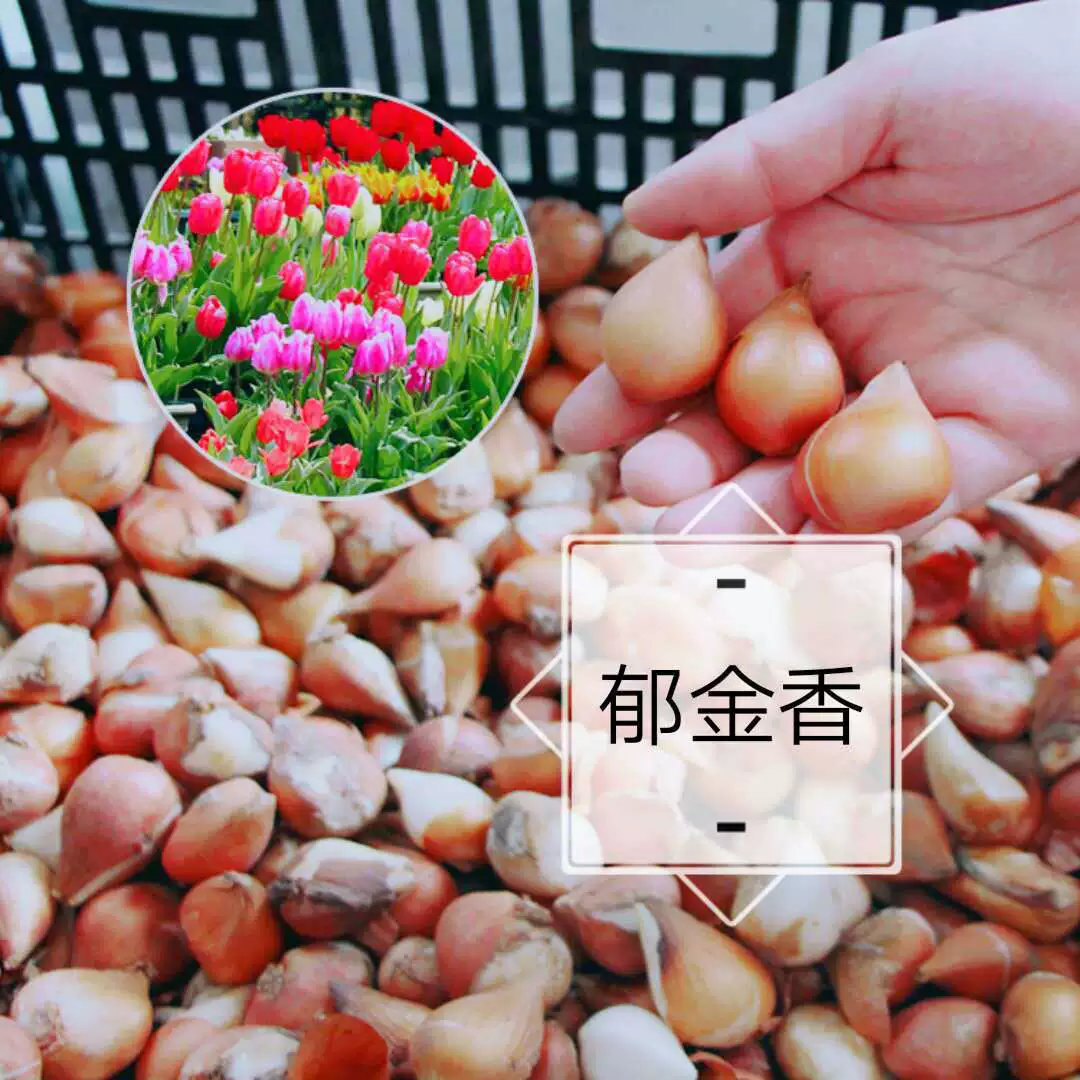 Многолетние цветы Тюльпан Лампа Цветочное растение Крытый балкон Сад Озеленение Тюльпан