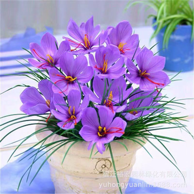 伊朗番紅花種球 當季種植番紅花種子 食用藏紅花種球盆栽花苗