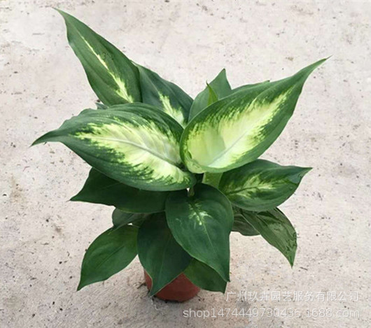 微信图片_20190218100912