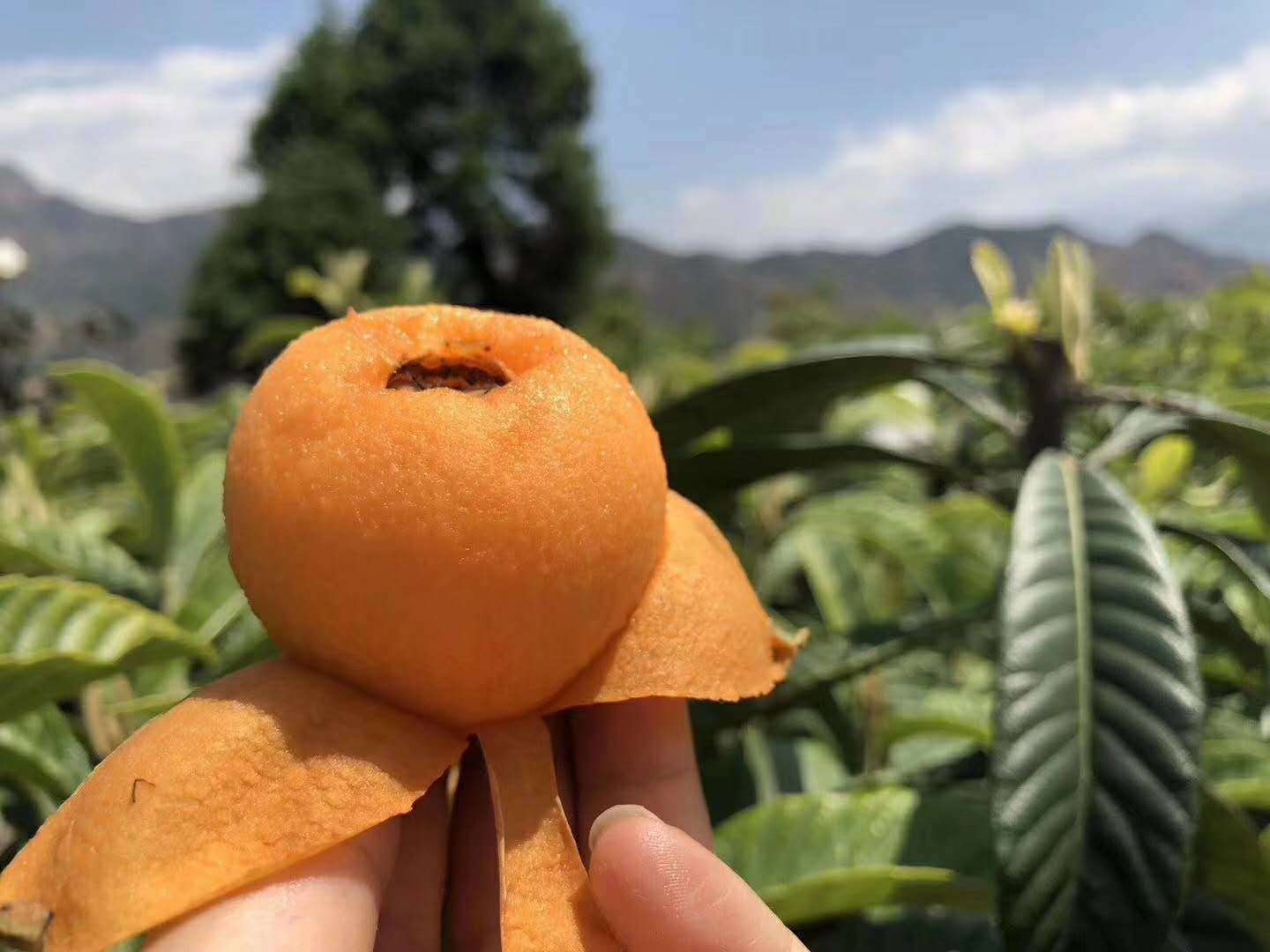 Sichuan Province Loquat Big star loquat Deliver goods fresh fruit wholesale One piece On behalf of
