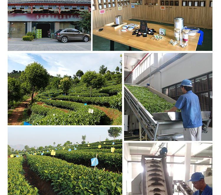 一级-高山雪龙_15