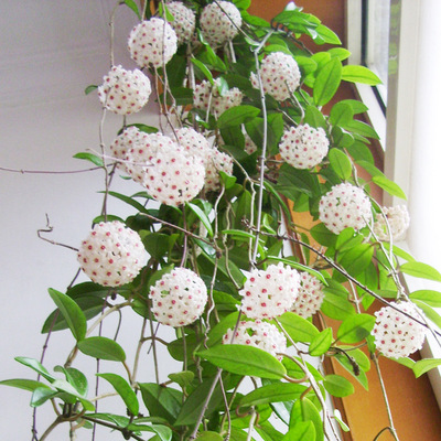 【球兰大苗】室内爬藤盆栽花卉 球兰花苗 马骝解花玉蝶梅四季开花