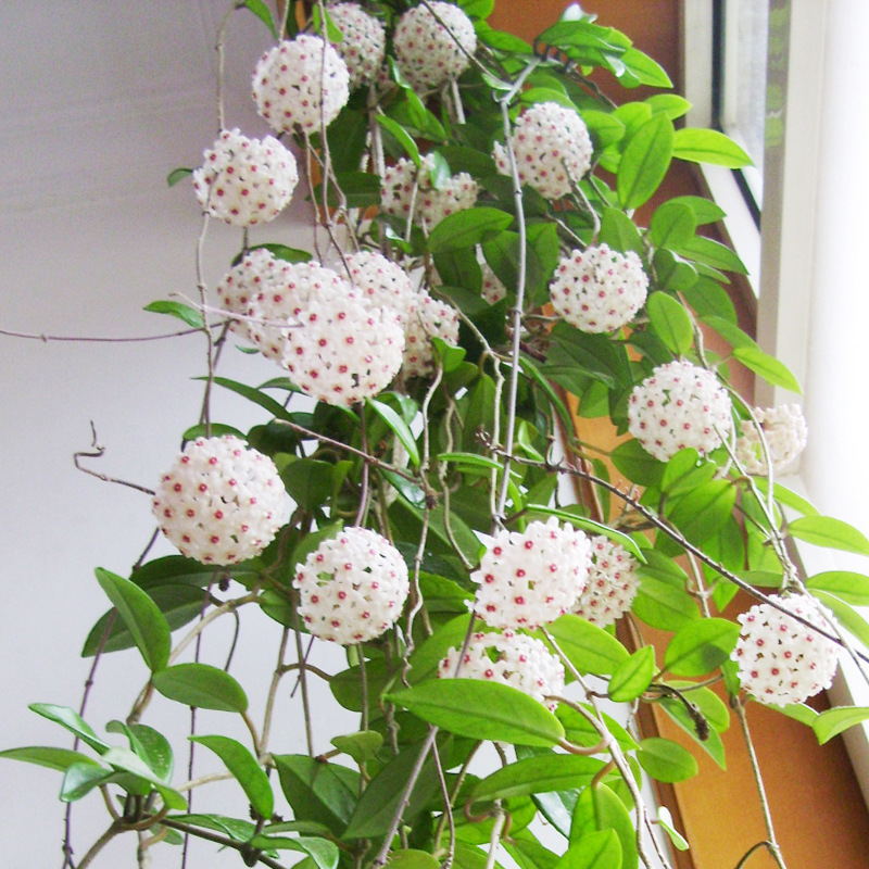 【球兰大苗】室内爬藤盆栽花卉 球兰花苗 马骝解花玉蝶梅四季开花