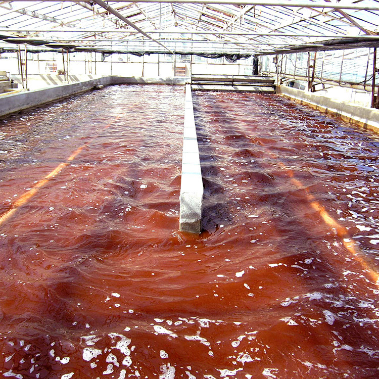 edible high quality Born in the rain Red Ball Algae powder Rich Astaxanthin > 5% ) Own Produce Base Exit Qualifications wholesale