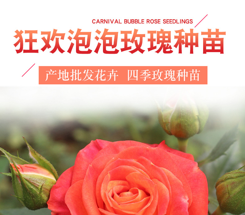 狂欢泡泡玫瑰苗_01