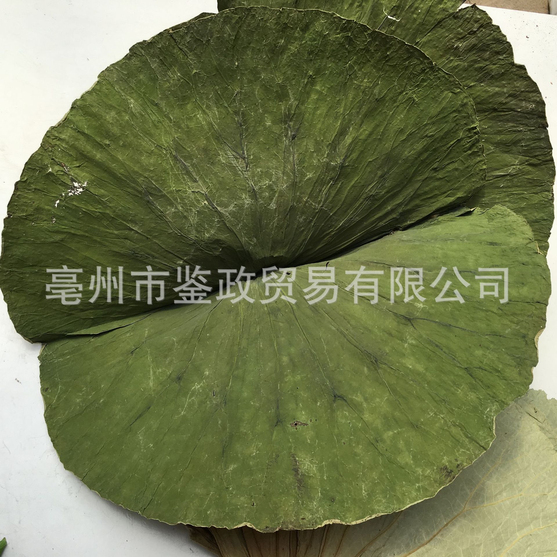 Whole Dried Lotus Leaf He Ye 500g Bag for Cooking Wrapping and Herbal Tea key features