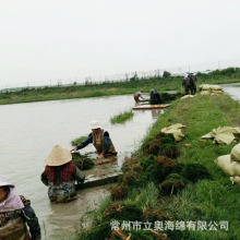 ����ɽ�|���� �O�I�BֳƯ����ĭ������ 10cm��F؛