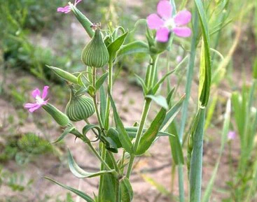 Семена голубой горчицы Семена цветов
