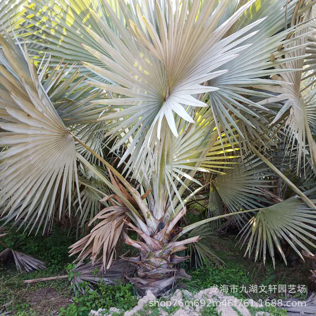 微信图片_2019012811391312