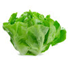 Dayu cream lettuce seeds sowing fast vegetable salad, small cabbage balcony potted vegetables in summer heat resistance