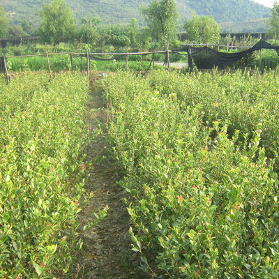 厂家直销长林3号两年生高产嫁接油茶苗 高产油茶 茶油树苗木批发