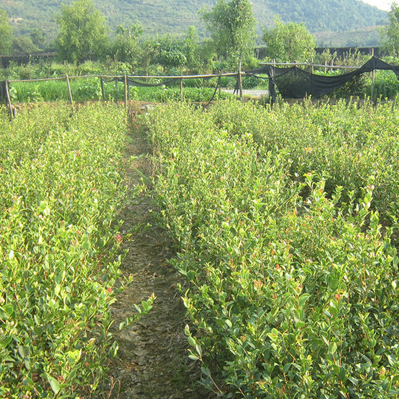 厂家直销长林3号两年生高产嫁接油茶苗 高产油茶 茶油树苗木批发